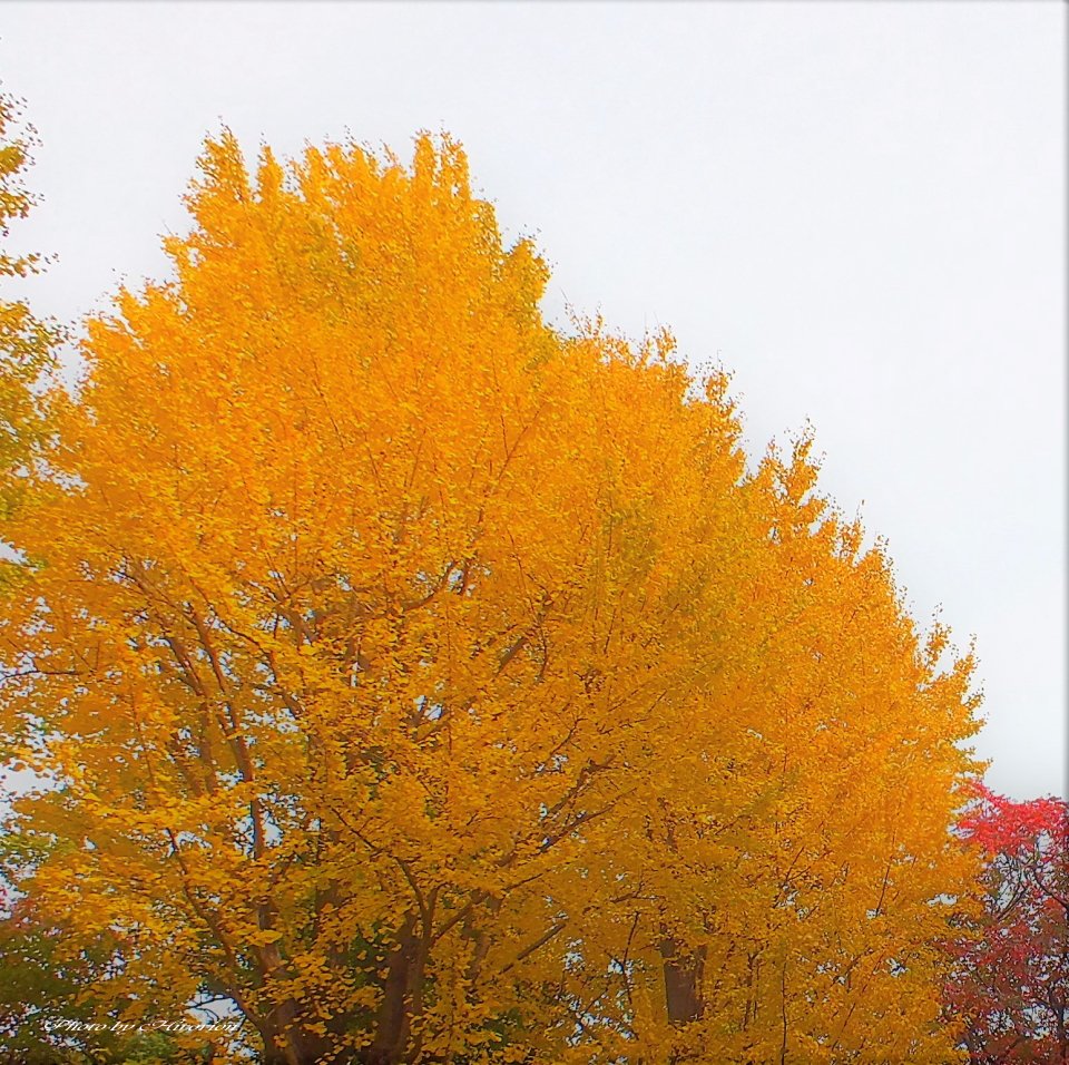 2017年11月8日(水)おはようございます。
素敵な水曜日をお過ごしください。

＞感謝の心が高まれば高まるほど、それに正比例して幸福感が高まっていく。
（松下幸之助）

★撮影 #hirorion 【日光】
#紅葉 #日光
#葛飾 #かつしか #葛飾区 #亀有