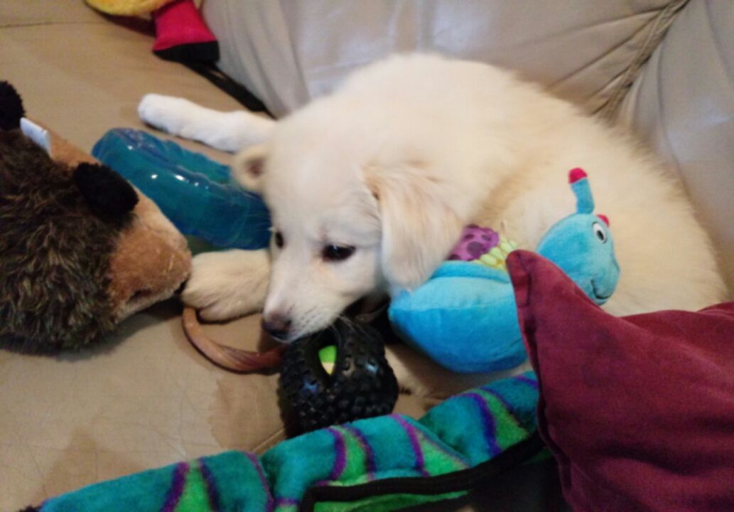 LilSuki's tweet photo. Toys!!!... https://t.co/DqcTNo2ppI