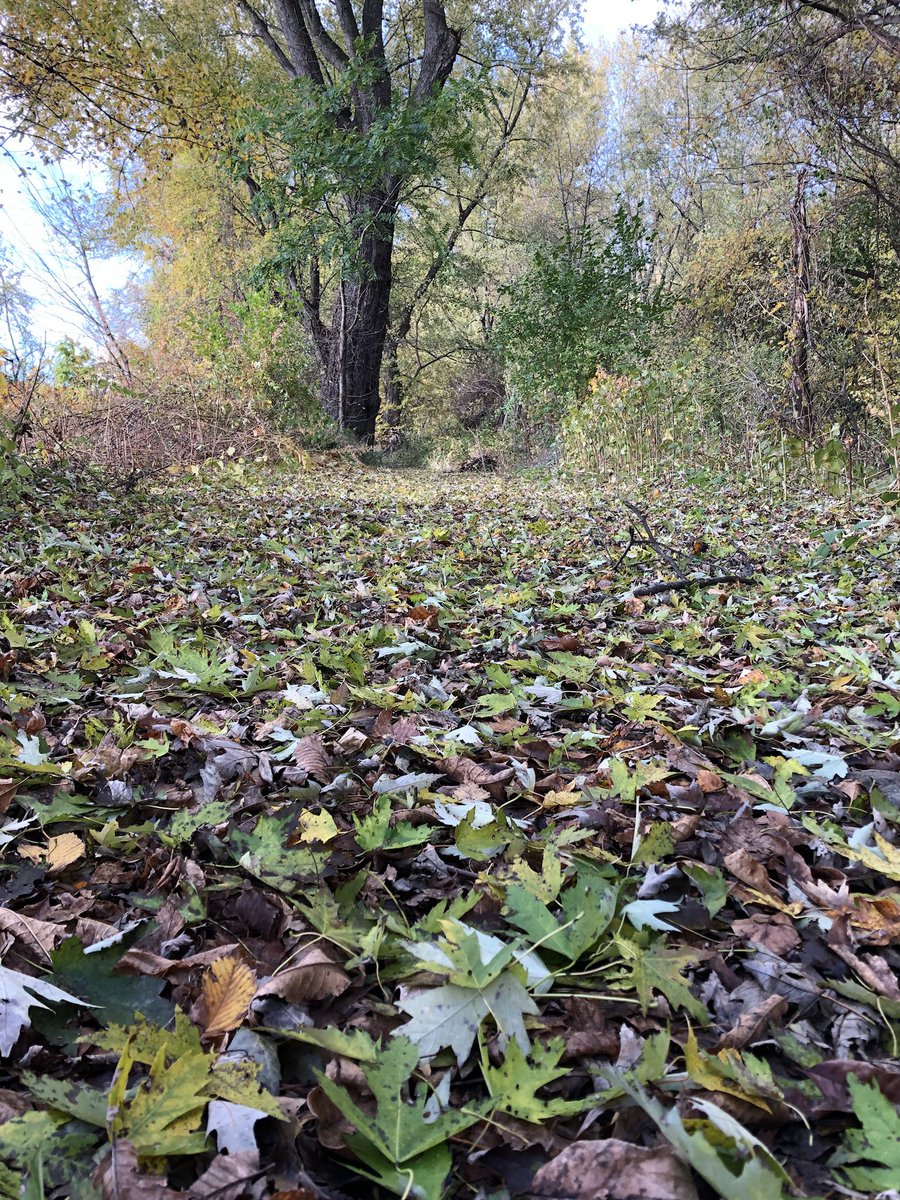 JTTrendNature's tweet photo. Morning walk among ancient gnarled Silver Maples in the floodplain forest at Riverside Park, #Hartford.  #ctriverfront https://t.co/KKU8Phuqs2