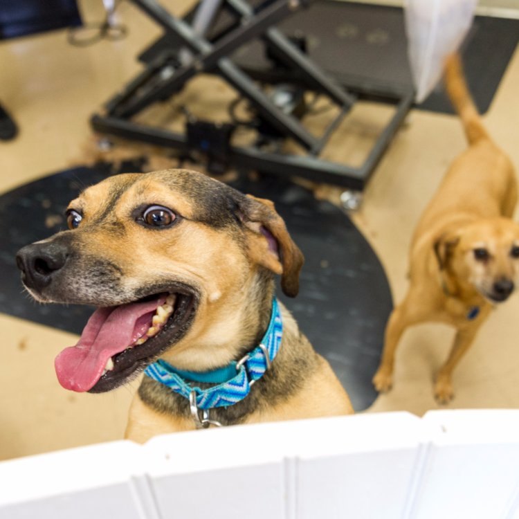 Canine Clips Salon (canineclipsalon) Twitter