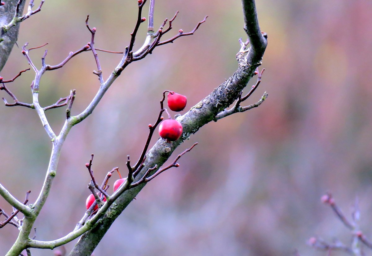 AlpineClick's tweet image. Berries looking gorgeously yummy in an Autumn palette #KewGardens #NotJustMountains #MissingMountains