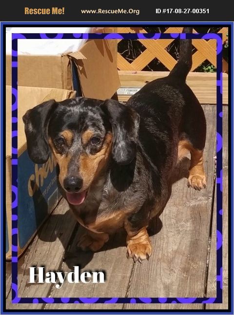 3daxs's tweet photo. HAYDEN is a submissive blind boy that acclimates in any environment. He is on the search for his new home with you! https://t.co/2JfPVGm17k https://t.co/30qI7AJ2SQ