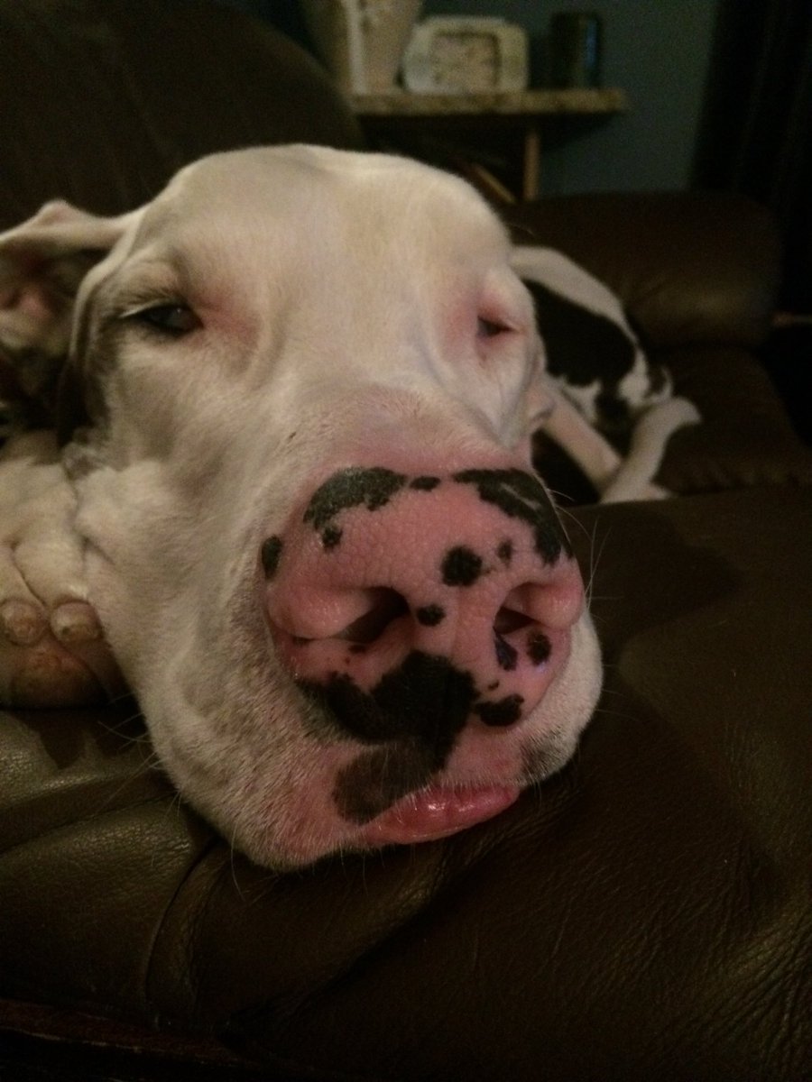 theheeneyfam's tweet photo. Awe! I could just squish him!! #greatdane #deafdane #love ❤️ https://t.co/fVQsy6gKjz