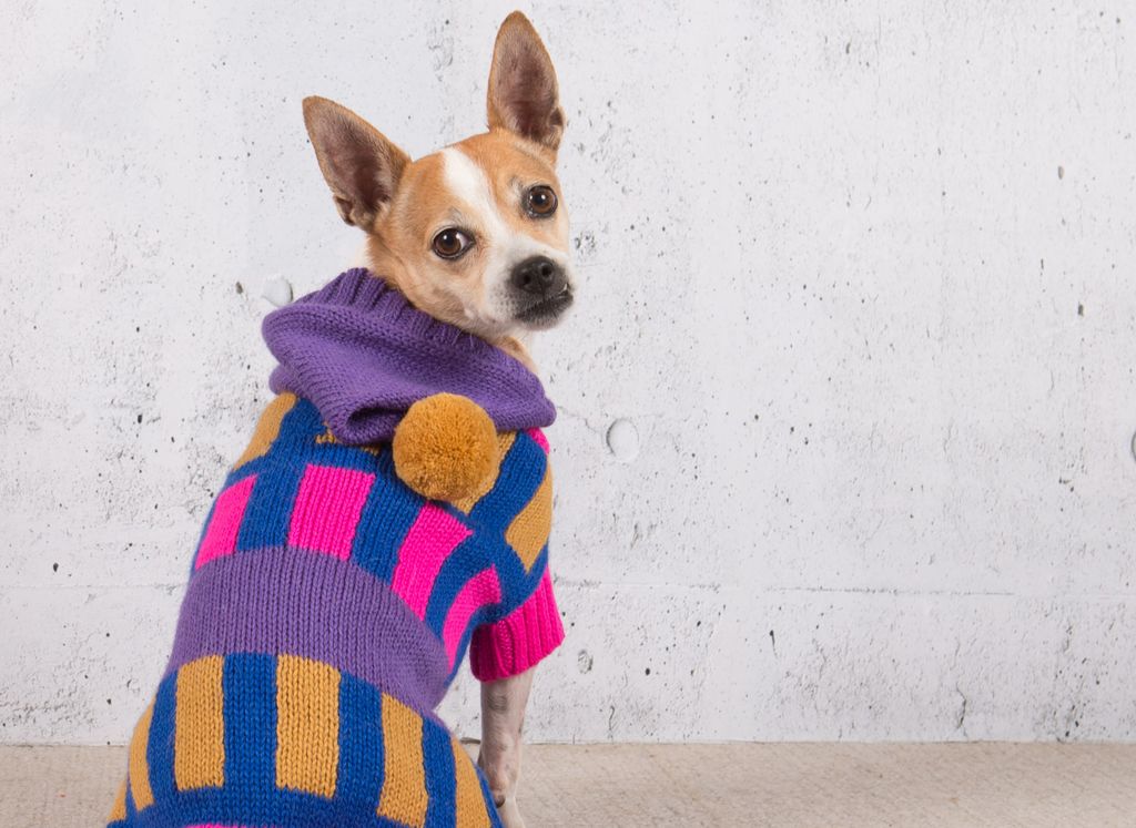 Our doggie pompom sweaters are running out soon! Get yours before it is too late 👉 bauhound.com #dogsweaters #dogwinter