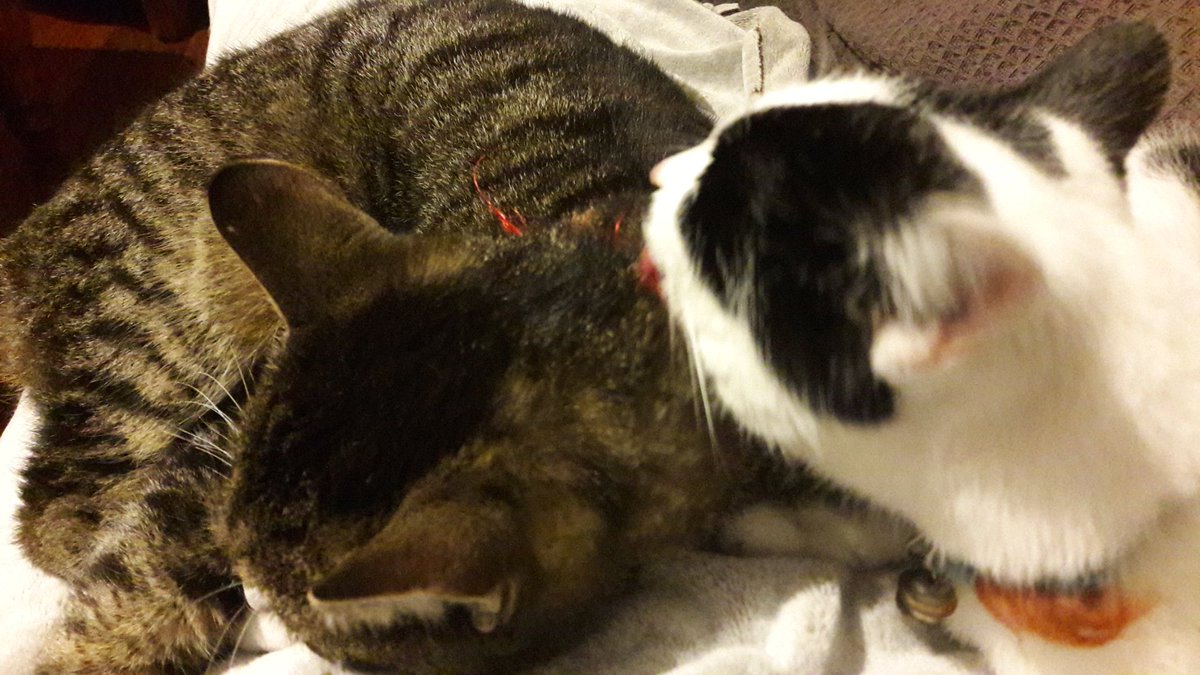 Lydiaatje69's tweet photo. @JoshuavanSon19 Deze monsters ook...Sunny wast Simba en ik heb het lekker warm...☺ https://t.co/0M7EXuHjKN
