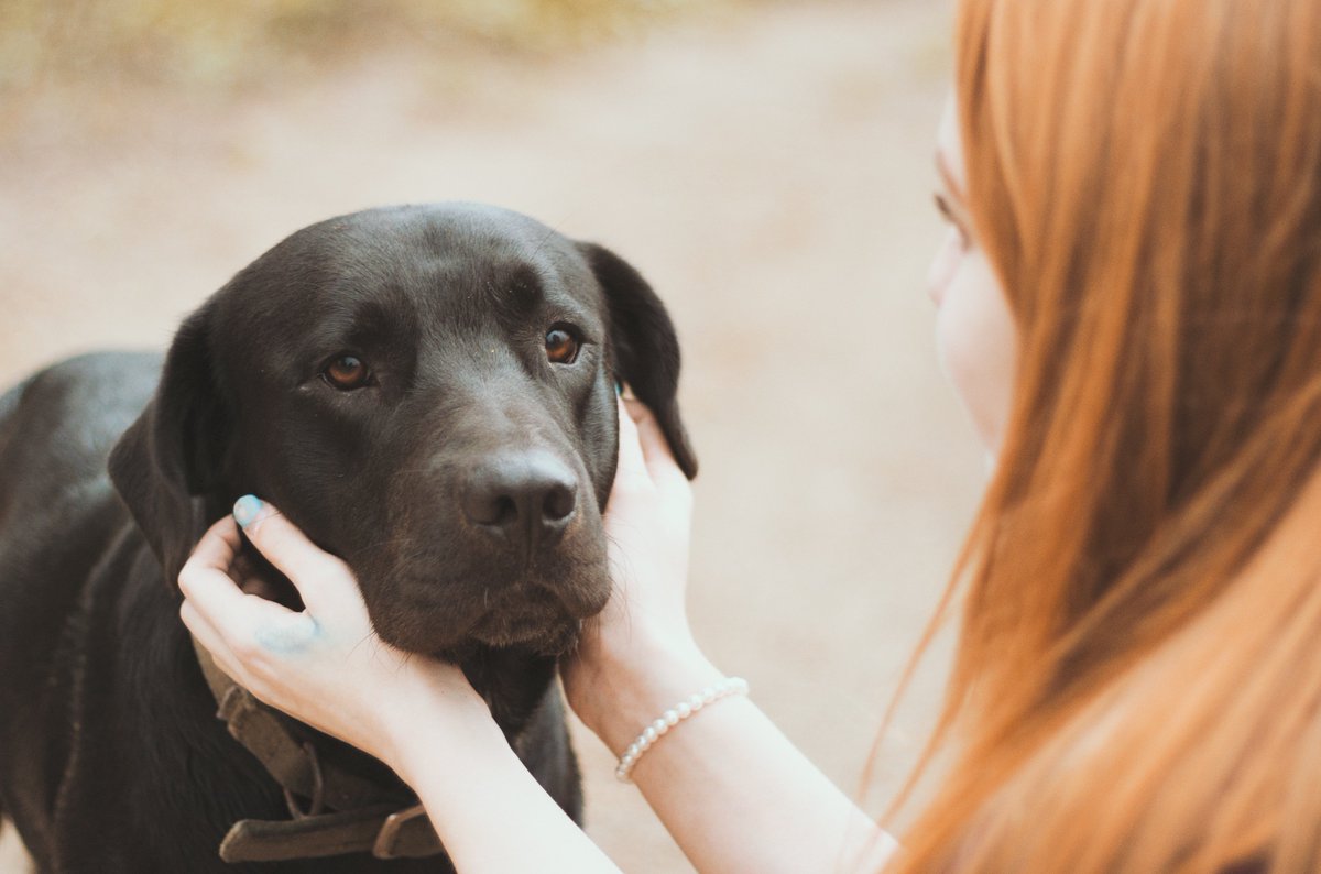 PetAgeMag's tweet photo. .@petsuppliesplus is drawing attention to the positive impact pets have on U.S. service members: https://t.co/wZrzYhQASn #PetsPlusVets https://t.co/s4MWweM4NO