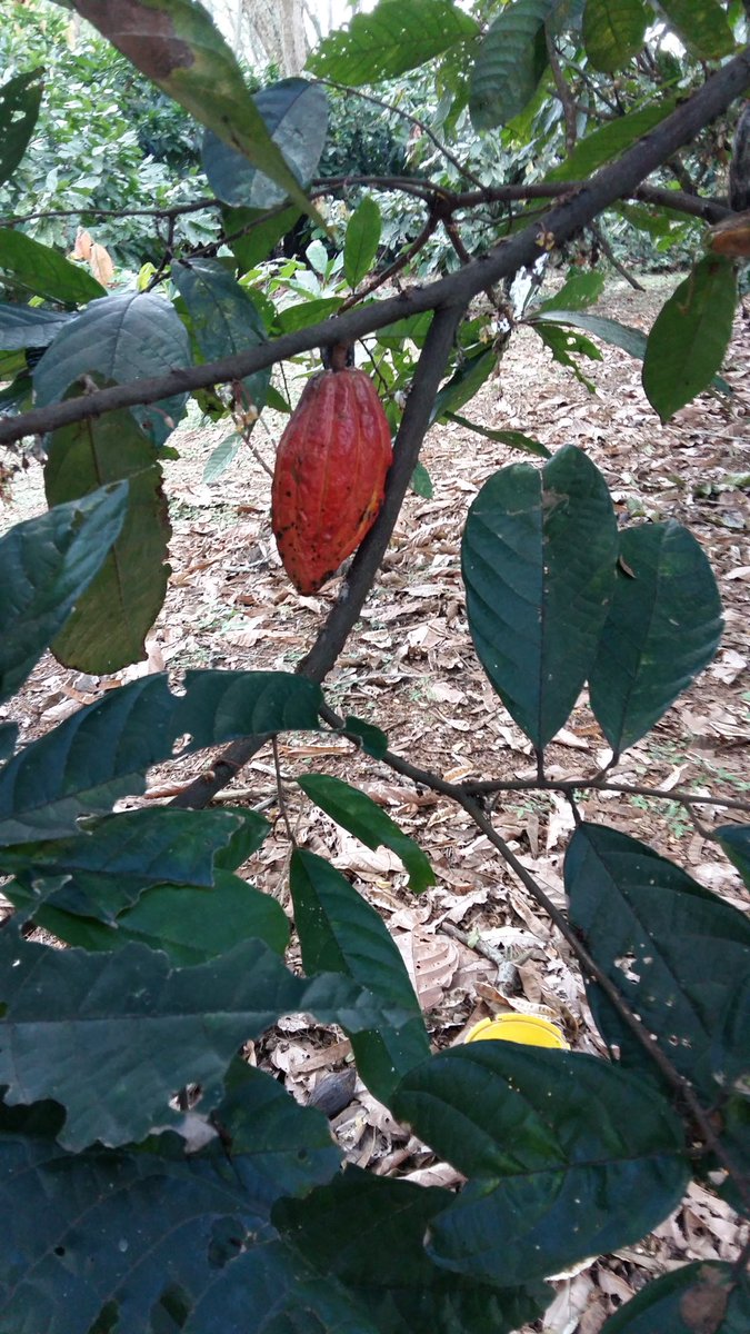 MelleLeenstra's tweet photo. Cocoa research visit @Corpoica in the margins of the 5th #CGIAR System Council meeting @CIAT_. Good postconflict coca-alternative crop https://t.co/Mh5SgnwxKg