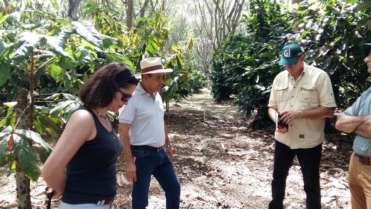 MelleLeenstra's tweet photo. Cocoa research visit @Corpoica in the margins of the 5th #CGIAR System Council meeting @CIAT_. Good postconflict coca-alternative crop https://t.co/Mh5SgnwxKg