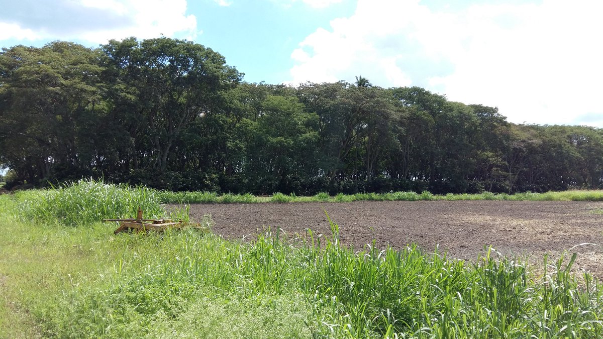 MelleLeenstra's tweet photo. Cocoa research visit @Corpoica in the margins of the 5th #CGIAR System Council meeting @CIAT_. Good postconflict coca-alternative crop https://t.co/Mh5SgnwxKg