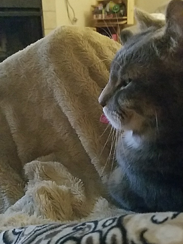 AndroKat7's tweet photo. Im incatpacitated.... and I'm supposed to be cleaning the house...@SouperAsylum don't be mad at me!! https://t.co/2lrYwaXAnb