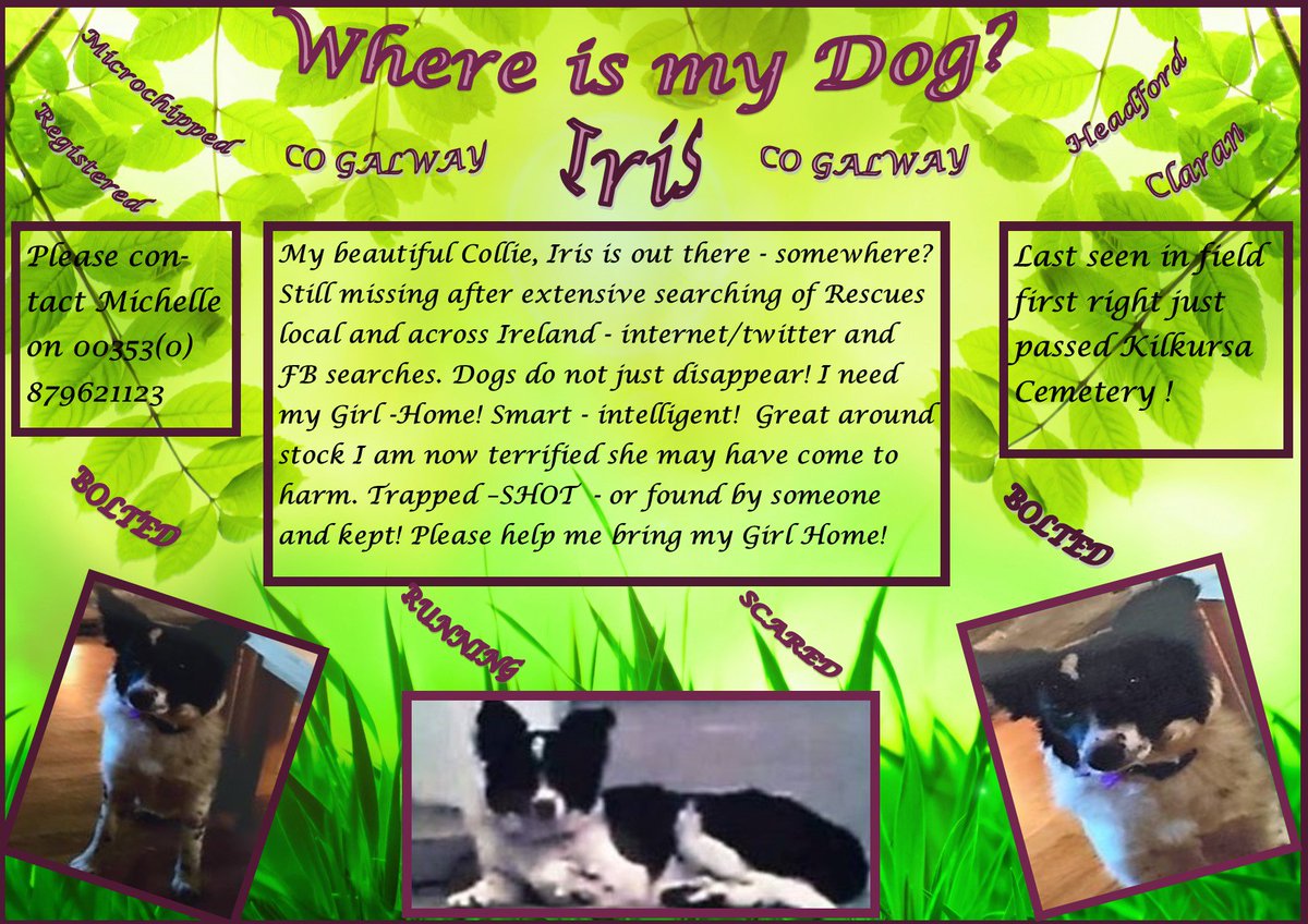 gelert01's tweet photo. 😭IRIS😭JASS😭Both missing same area RT to help find them😭
🆘Cold Tired missing their hearth🆘#county #galway #connemara #claran #headford https://t.co/oCxmXobhpa