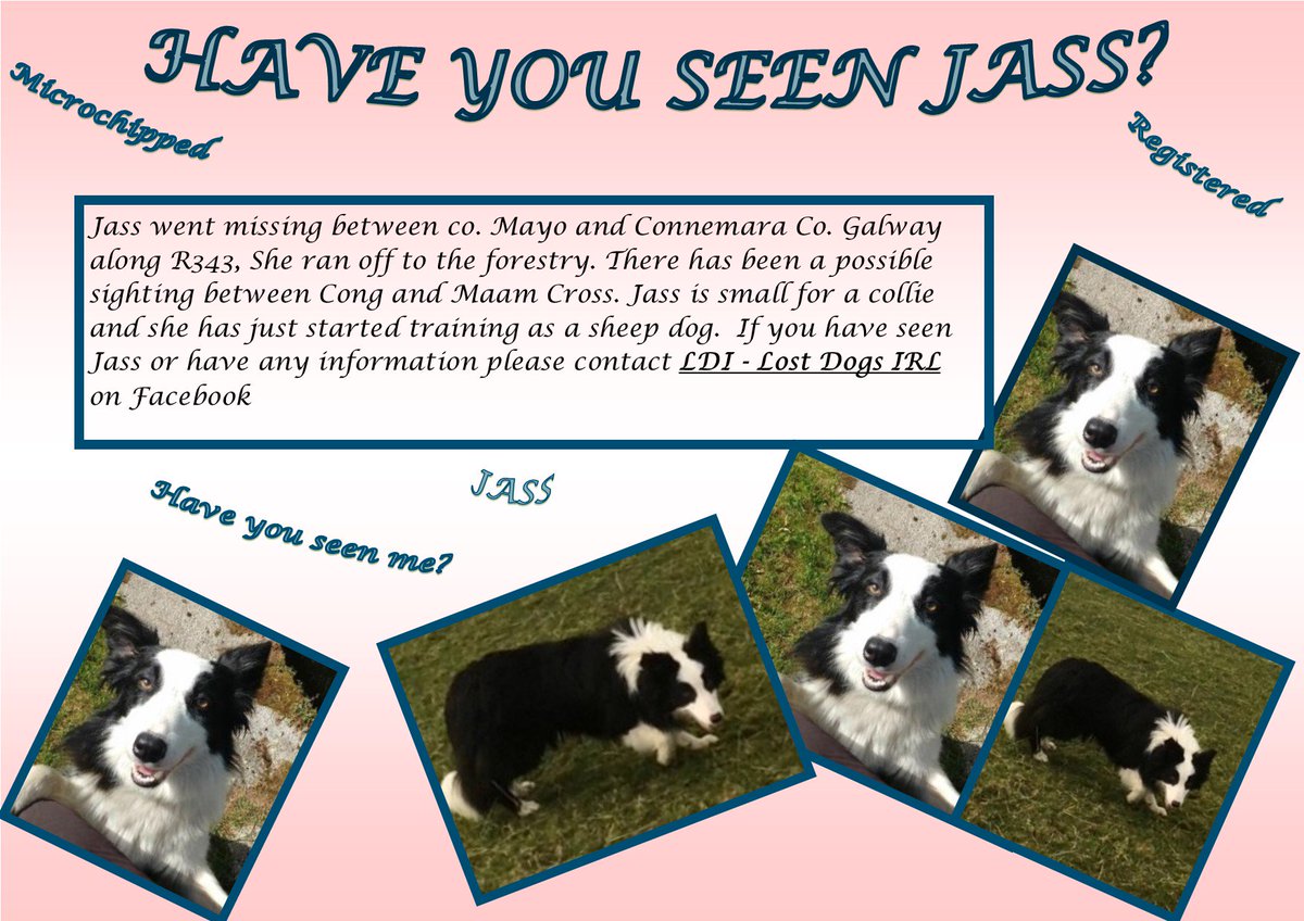 gelert01's tweet photo. 😭IRIS😭JASS😭Both missing same area RT to help find them😭
🆘Cold Tired missing their hearth🆘#county #galway #connemara #claran #headford https://t.co/oCxmXobhpa