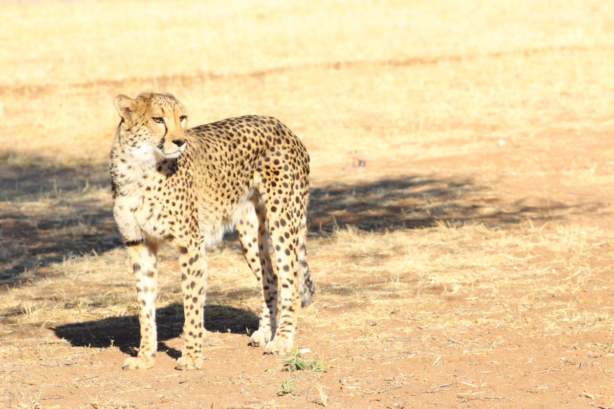 Act_Wild's tweet photo. Does joining a conservation program really make a difference? Find out more: https://t.co/LeQIfvaK6u

#citizenscience #conservation https://t.co/z1ON1D22Yc