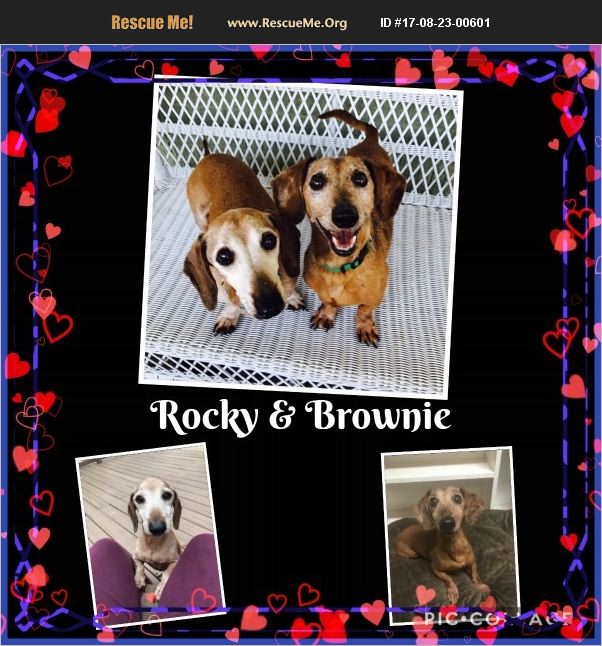3daxs's tweet photo. ROCKY &amp; BROWNIE bonded boys looking 4 retirement &amp; a home full of love &amp; security! U can't resist their faces,can u? https://t.co/OKmExH9Bls https://t.co/Sw6FlGkuxa