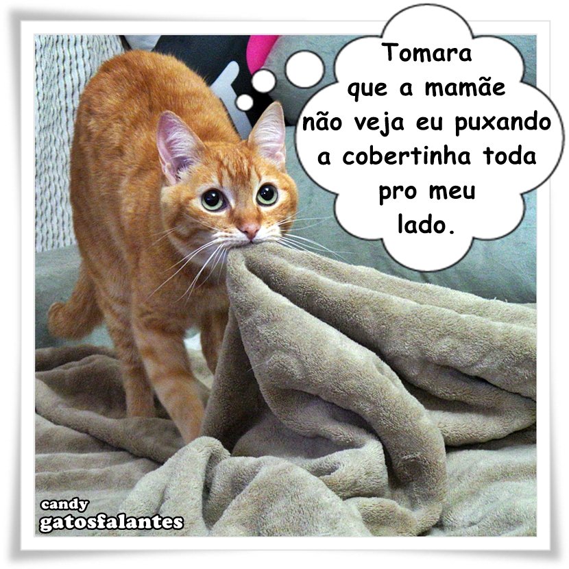 gatosfalantes's tweet photo. #valeapenaverdenovo #gatosfalantes #candy #candynha #cobertinha #puxar #mamãe #gatos #gatoslindos #gatosfofos #amogatos #euamogatos https://t.co/OmjNuKeXHP