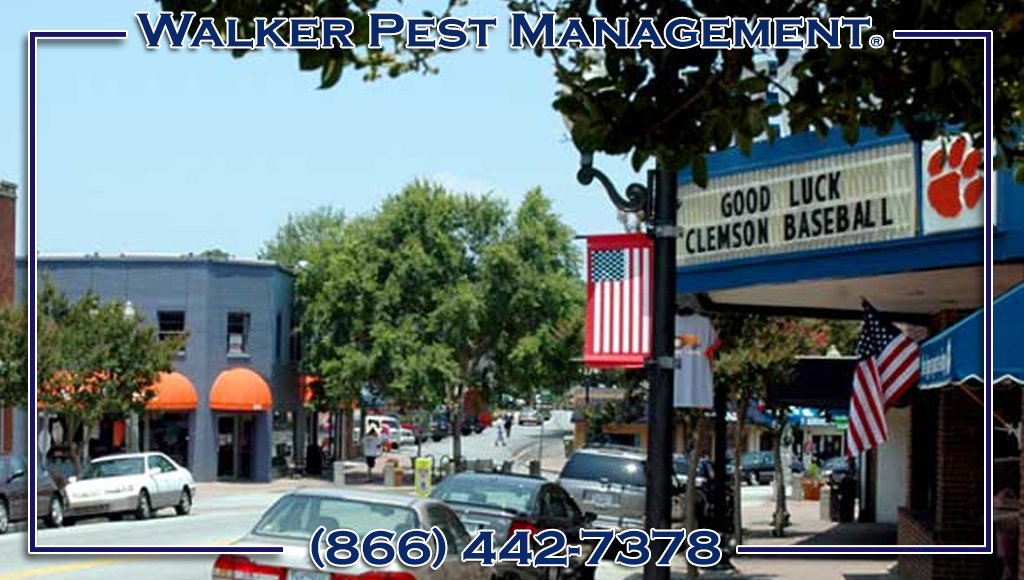 WalkerPestMgmt's tweet photo. #FamilyOwned #PestControl
Servicing #PickensSC #ClemsonSC #LibertySC #SixMileSC over 16yrs
(864)850-3070
Reviews https://t.co/1oZcoKD2Er https://t.co/9De4r6xtsD