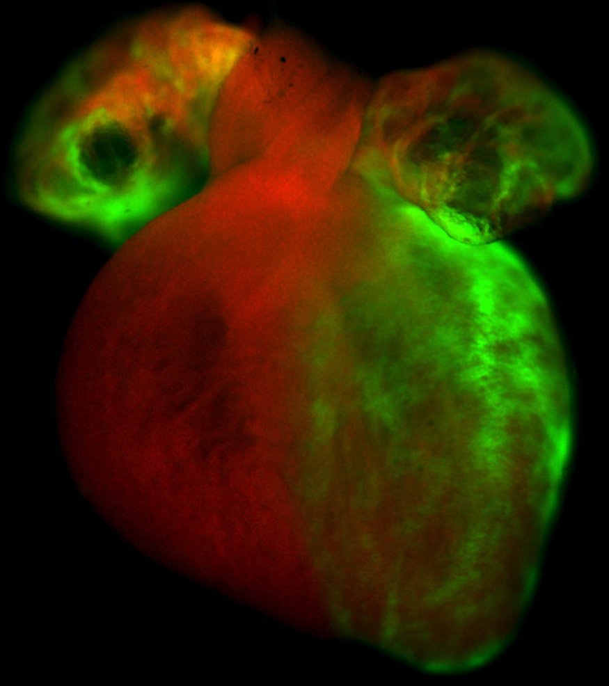 IAmSciArt's tweet photo. Here is another #SWSDB17 entry! Beautiful first heart field lineage in embryonic mouse heart by Joshua Wythe @wythelab at @bcmhouston https://t.co/q6YYX2wcdK