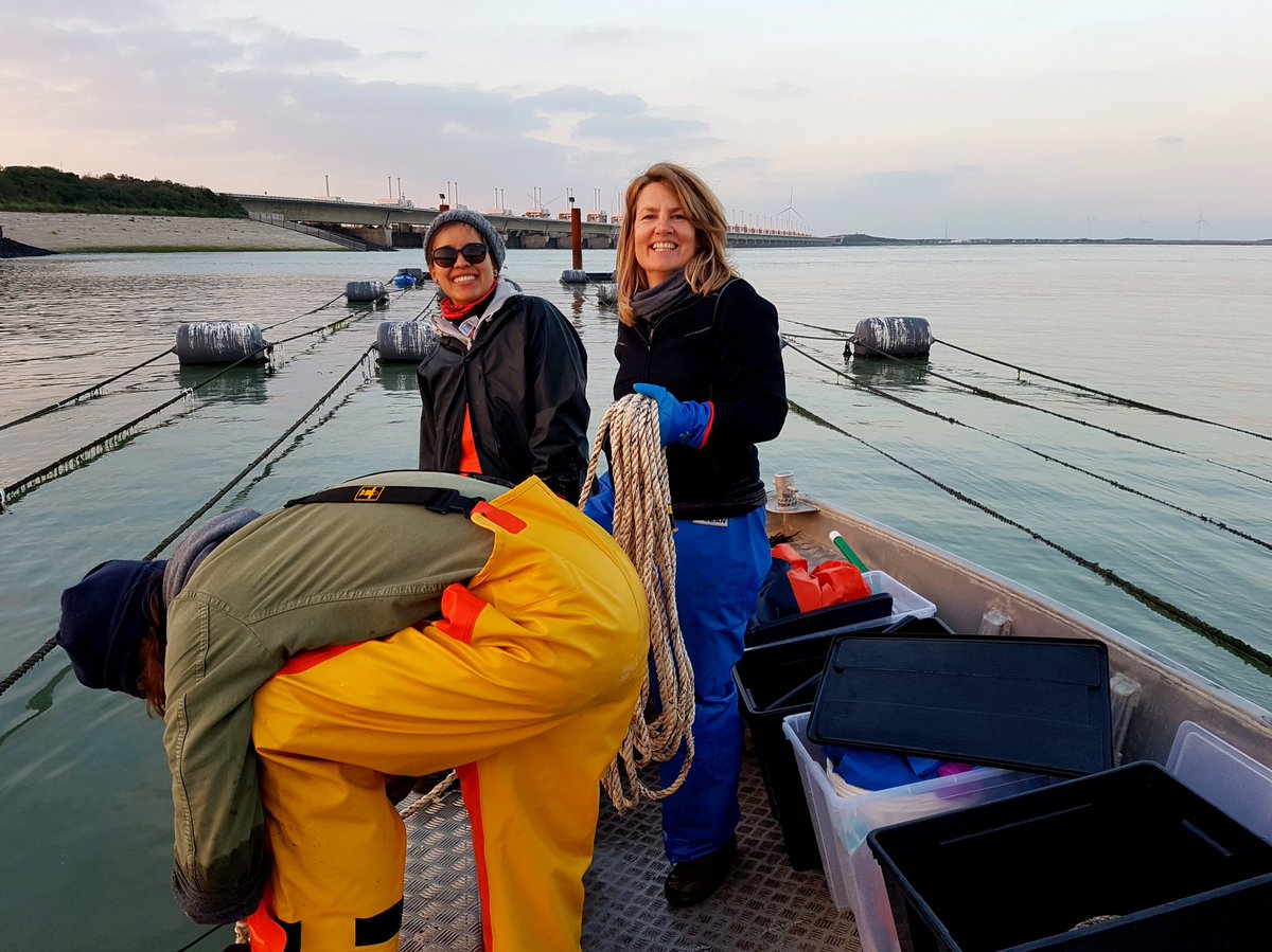 Perfect #seaweed planting day on the water in Zeeland! Chris, Tatiana, Jennifer and Rebecca taking care of the Saccharina babies. <a href="/zeewaar/">Zeewaar</a>