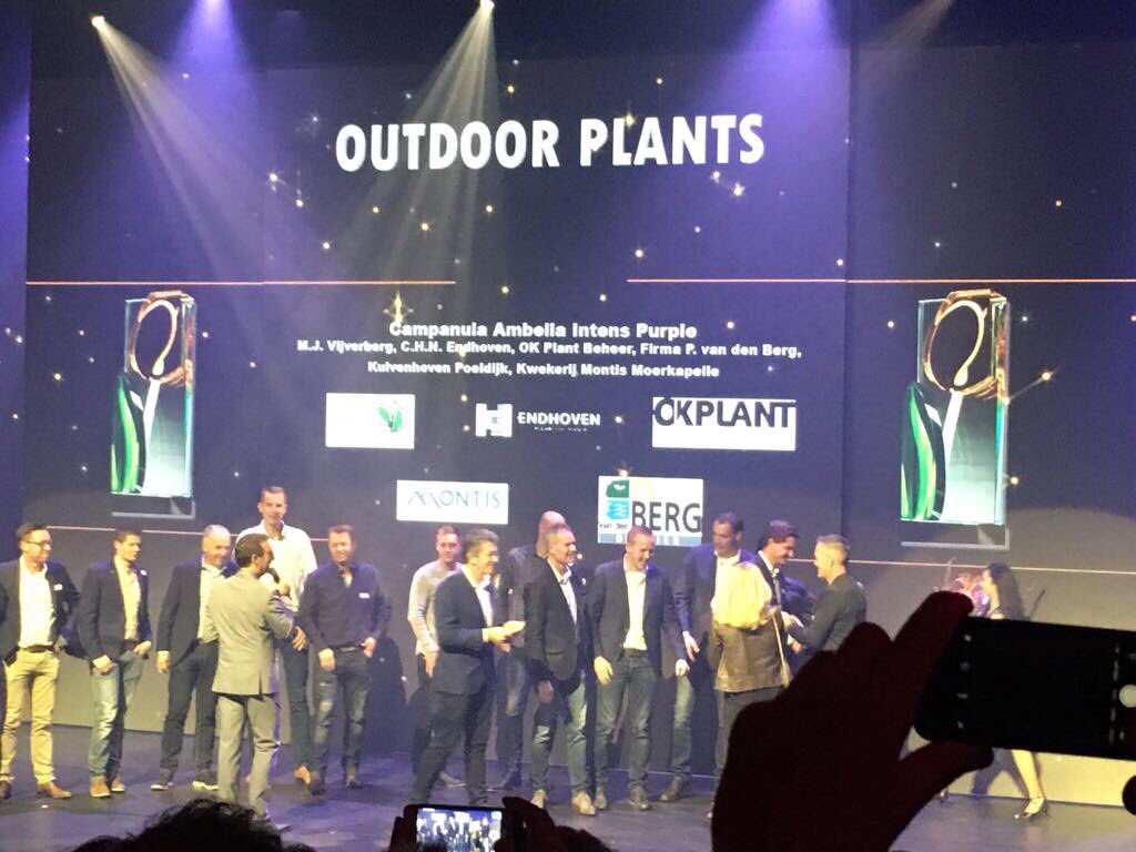 Wat je met samenwerking al niet kan bereiken! #Addenda wint ‘Glazen Tulp’ met Campanula Ambella IntensePurple van #SchoneveldBreeding #trots