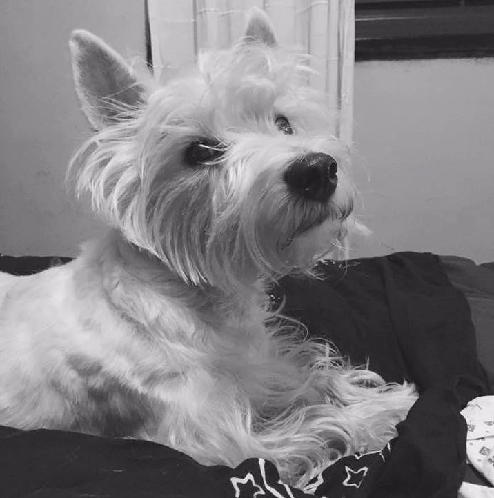 yourpetboutique's tweet photo. Este es Westin, uno de nuestros mimados 🐶, posando en blanco y negro. ¡Cuánto glamour! 😍😍 
#WeLoveDogs #PerrosFelices 
#PuertoMadero https://t.co/DDJQM64jCE