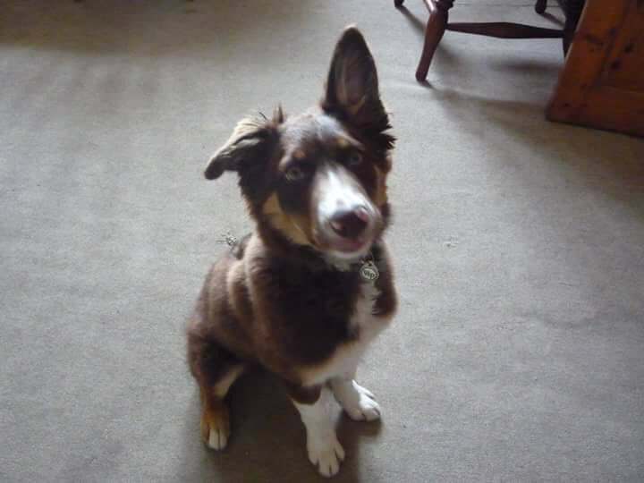 rosiedoc666's tweet photo. #bordercollie #MISSING #findPoppyBC YOUNG ADULT #BassettRoad #Treleigh nr #Redruth #Cornwall pls RT &amp; help find her Brn&amp;cream 💔🐾💔 2/11 https://t.co/klWVcTRemq