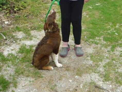 rosiedoc666's tweet photo. #bordercollie #MISSING #findPoppyBC YOUNG ADULT #BassettRoad #Treleigh nr #Redruth #Cornwall pls RT &amp; help find her Brn&amp;cream 💔🐾💔 2/11 https://t.co/klWVcTRemq