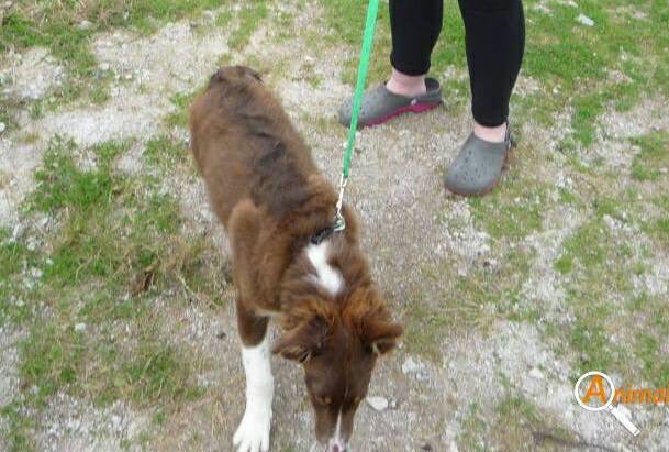 rosiedoc666's tweet photo. #bordercollie #MISSING #findPoppyBC YOUNG ADULT #BassettRoad #Treleigh nr #Redruth #Cornwall pls RT &amp; help find her Brn&amp;cream 💔🐾💔 2/11 https://t.co/klWVcTRemq