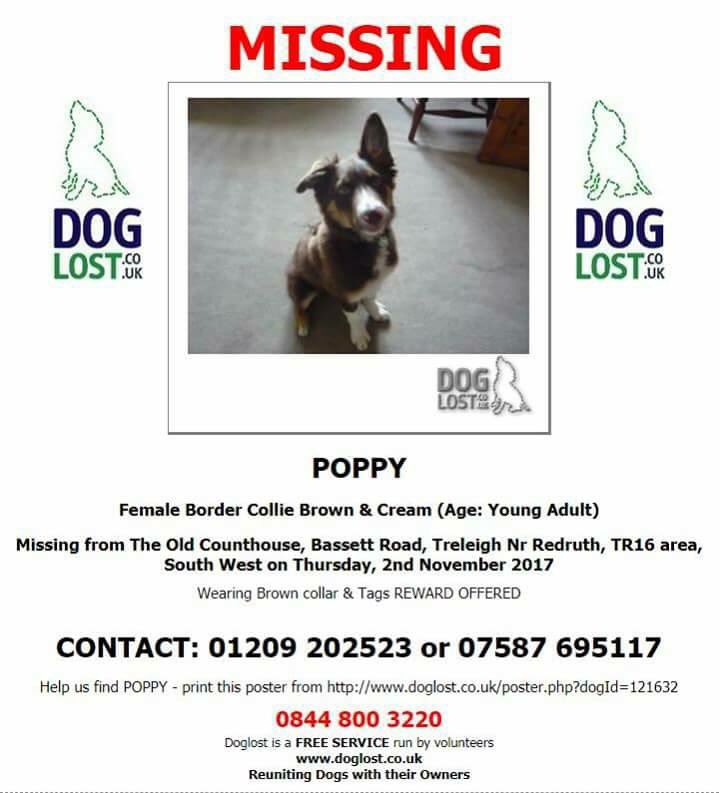 rosiedoc666's tweet photo. #bordercollie #MISSING #findPoppyBC YOUNG ADULT #BassettRoad #Treleigh nr #Redruth #Cornwall pls RT &amp; help find her Brn&amp;cream 💔🐾💔 2/11 https://t.co/klWVcTRemq