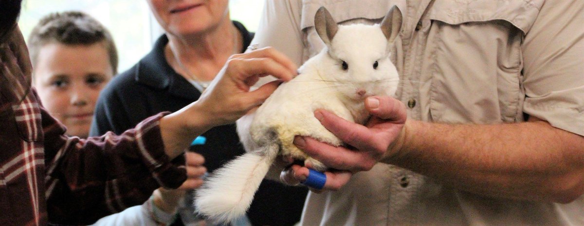 Animal Embassy tweet media