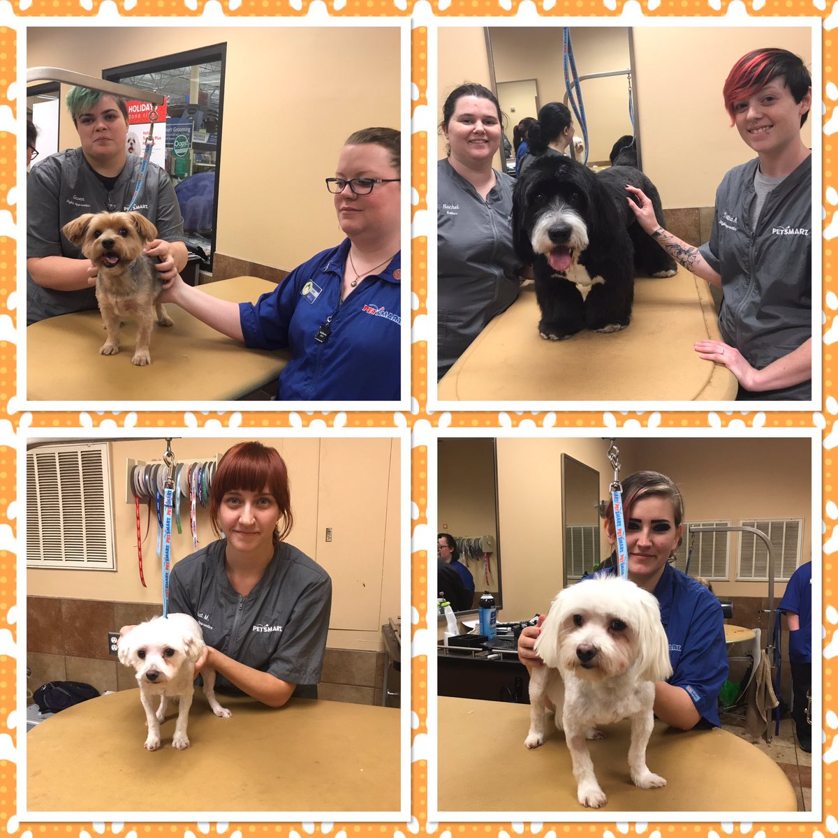 Drastically makeovers with our first Academy grooms! #StandOut #TraineesRock <a href="/khumphreygrmr/">Kasey Humphrey</a> <a href="/KurtD_Salons/">Kurt Dennis</a> @PetSmart_DaveK <a href="/mikeboal/">Michael Clark</a>