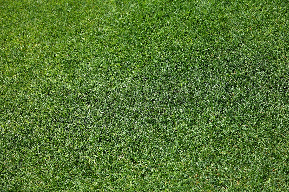 Modern Turf tweet media