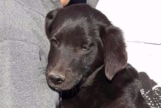 RRAdogs's tweet photo. This is adorable Tucker. He's 5-6 mo and is hoping his new family will spot him soon!
#Adoptdontshop #RecsueDog https://t.co/mm6Ubd9Pdw