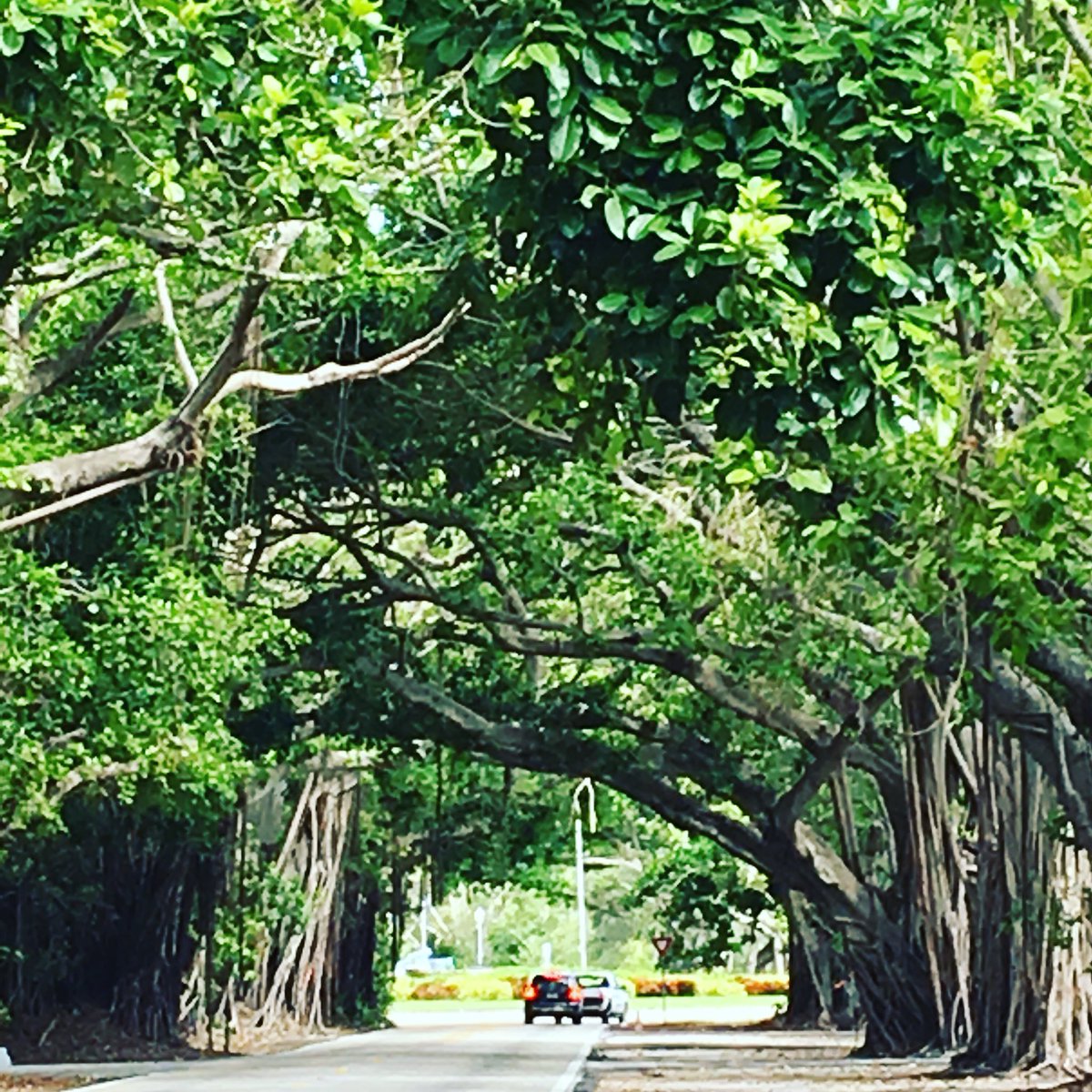 ConstecRealtyEs's tweet photo. Coral Gables: siempre verde, siempre bello. 
#CoralGables #CasasCoralGables
#PropiedadesMiami #Inmobiliaria #AgenteInmobiliario #PropiedadesDeLujo #Agente https://t.co/Z806se4vT5