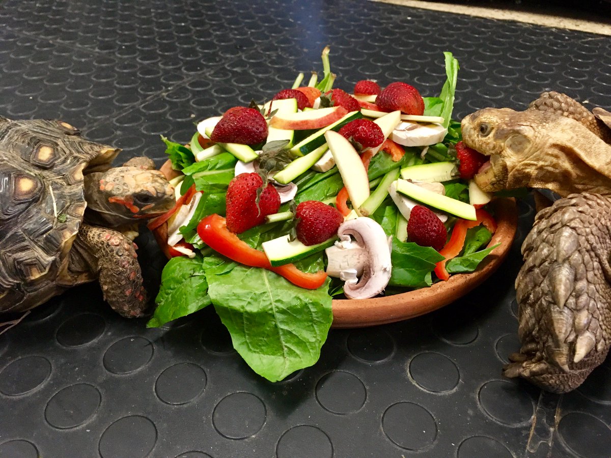 Animal Embassy tweet media