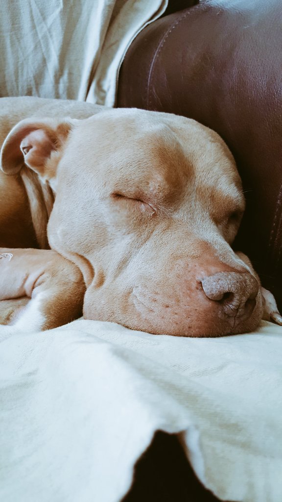 rdewitt64's tweet image. #pitbull #lazydog