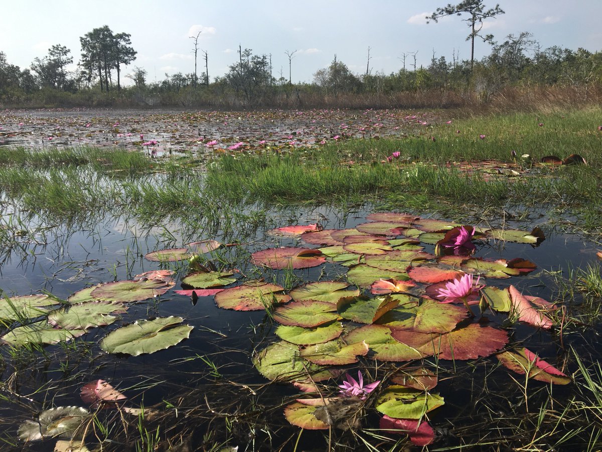 EarthBalanceEco's tweet photo. The lilies are in full bloom in Lake Wales today! Not a bad view while we're working. #EarthBalance1 #LakeWales #Florida https://t.co/50RWlMt0GJ