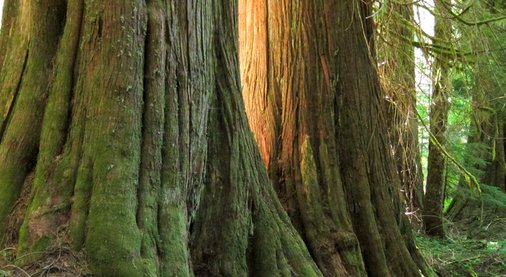#LogCabinKings Fast Fact: The wood from Western Red Cedar trees is resistant to decay and insect damage.