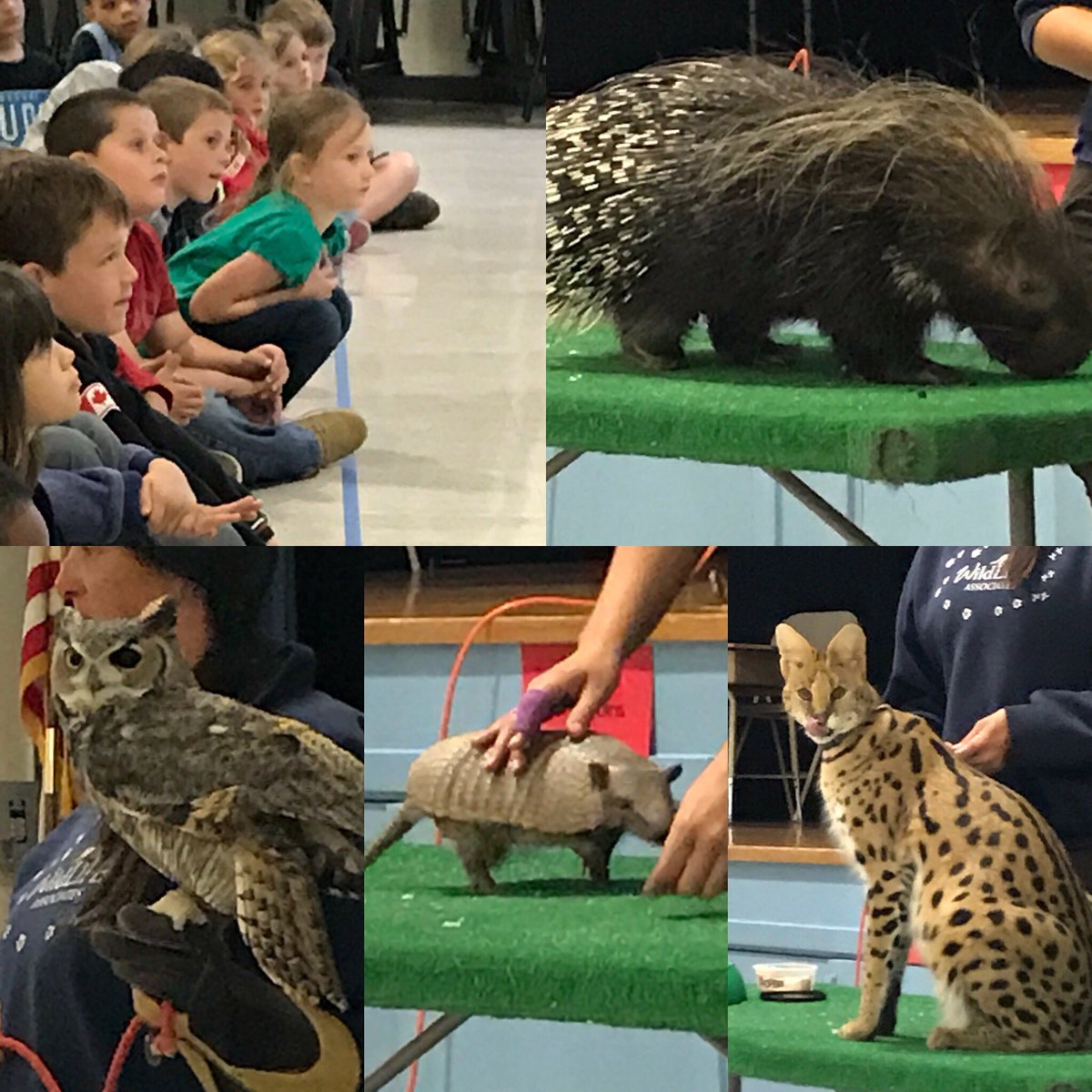 Farmar Falcons met a porcupine, an owl, an armadillo, a wild Cat and a real falcon. Thanks PTA! #farmarfalcons  #maryfarmar #busd