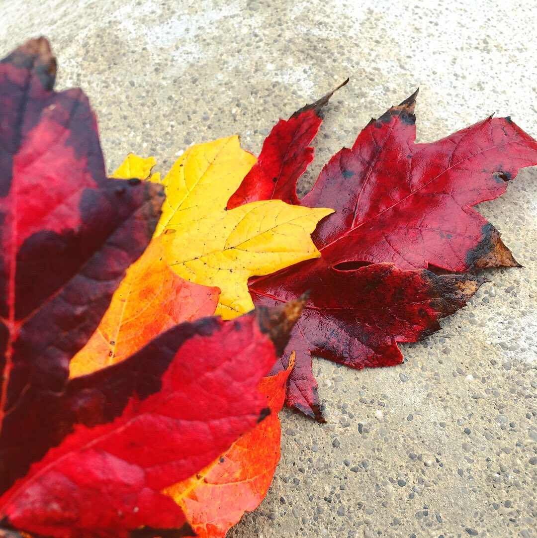 Dr_Lamour_'s tweet photo. Leaves, like the things of man, you/ with your fresh thoughts care for, can you? #springandfall https://t.co/Tl3PoAexHU
