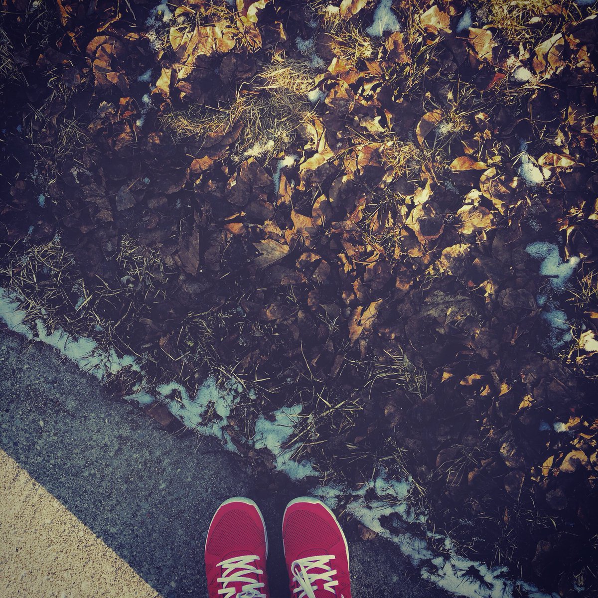 CreativeImpulse's tweet photo. A blissful evening walk! 🌳✌️🌞
#weatherincanada #sunset #evening #blogger #red #dryleaves #waterloodiaries #trails #eveningwalkscenes #creativeliving #healthyliving #sunnyday #beautifulweather #blissful https://t.co/bfsTWT8Vdi