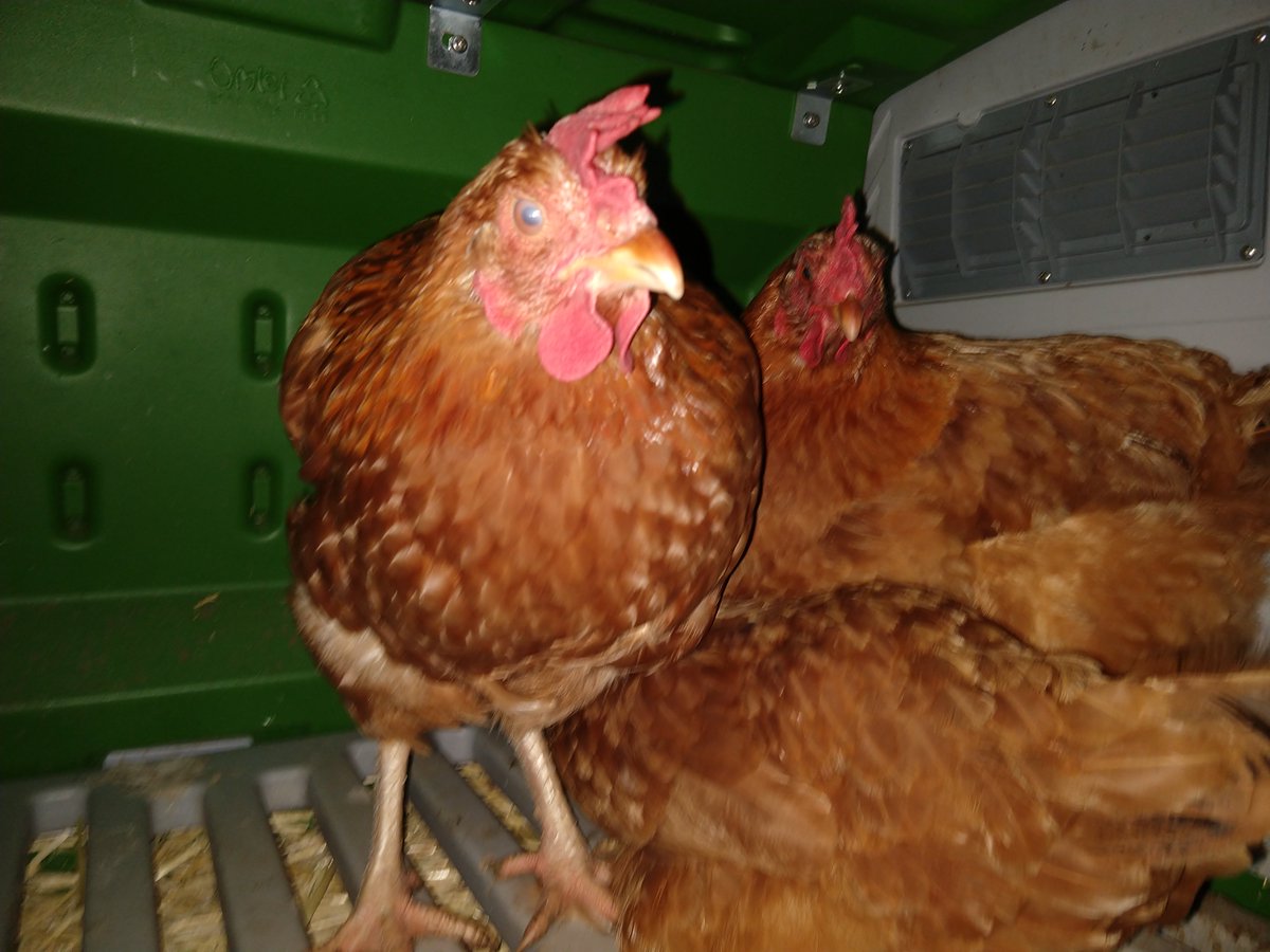 foodityourself's tweet photo. The girls were all inside by the time I got home from work. I think I interrupted book club. #chickencoop #eggmachine https://t.co/dYqtzRjUNB