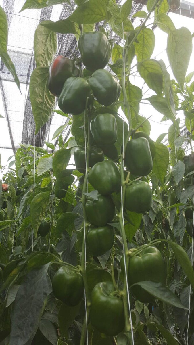 TERMOLITAH's tweet photo. VISÍTANOS #AGROALIMENTARIAGTO17 EN EL INVERNADERO #4 PABELLÓN DE HIDROPONIA DEL 14 al 17 DE NOVIEMBRE 2017 https://t.co/LQSmte9KPb