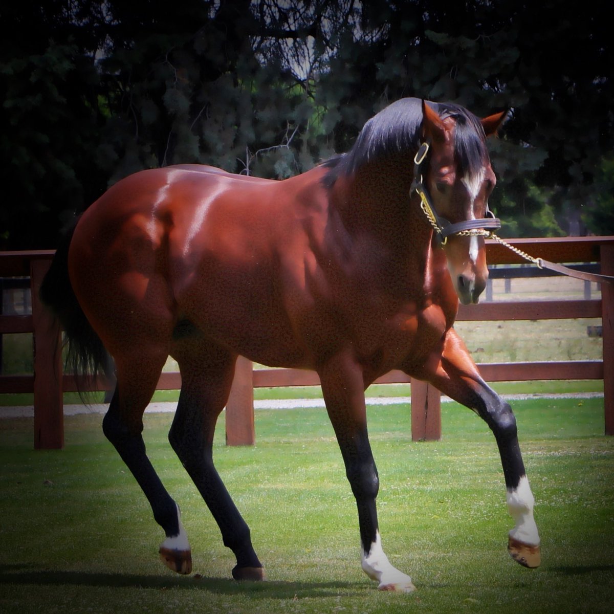 SwettenhamStud's tweet photo. Tap dancing #Toronado 💚💙- what a spring carnival his sire #highchaparral has had so far. #grouponewinners #fastestson https://t.co/yabIorP9Jg