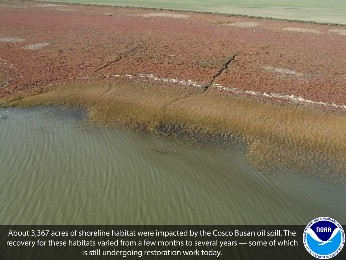 NOAACleanCoasts's tweet photo. #OTD 10 years ago, #CoscoBusan leaked more than 50,000 gallons of oil into the San Francisco #BayArea
Incase you missed our campaign last week, check out our new blog for information on the spill response, assessment and ongoing #restoration efforts
https://t.co/keND4IPIzy https://t.co/g9ujthw4Le
