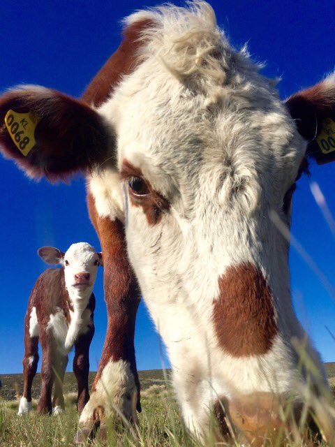 NadiaKnight_FI's tweet photo. Another #herefordcalf for #LeicestetCreekFarm and what a cutie she is too #falklandislands #falklandsfarming #herefordcattle #farmerswife https://t.co/7eCdmPq94Z