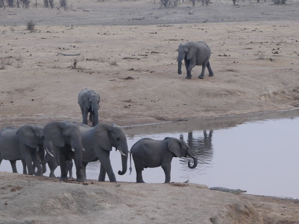 Dusk at #Masuma watering hole. #EpicZimbabweJourney @HwangeBushCamp <a href="/IFWTWA/">IFWTWA</a>