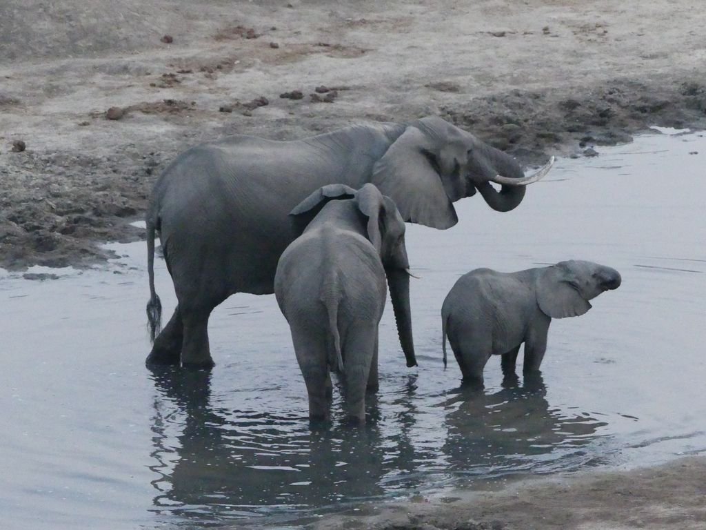 Elizabeth Willoughby tweet media