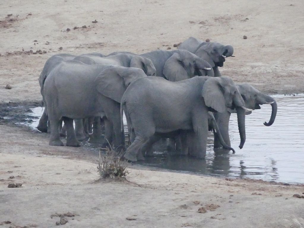 Elizabeth Willoughby tweet media