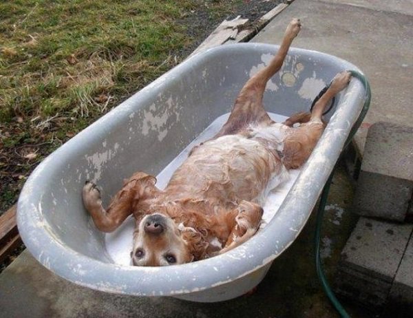 Bathe me, human! #DogsofTwitter #DogMom #DogDad #Dogs #Dog #DogLover #Bathtime