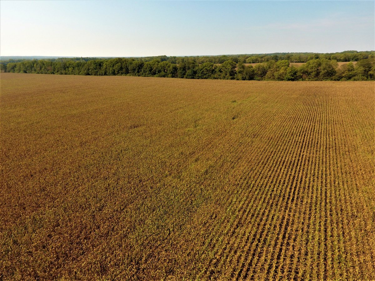 LorandaGroup's tweet photo. Don't miss the 80 acres SW of Williamsport, IN we're auctioning on 11/09. Good soils &amp; 96% tillable. For more, visit https://t.co/9q5c0qHucN https://t.co/aGJjJ20Tc8